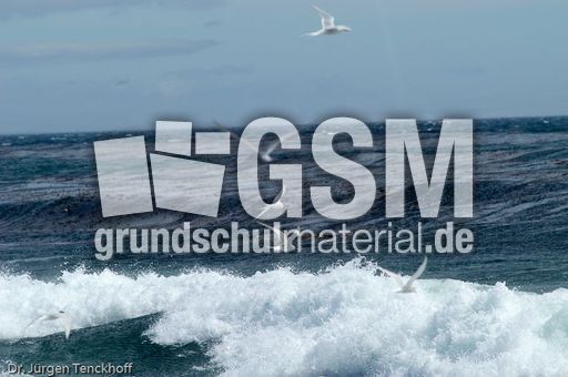 Seeschwalbe (3 von 7).jpg